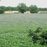 0906G 02 Hase-Ems-Tour : haseems